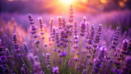 A field of lavender blossoms bathed in the warm glow of the setting sun, creating a vibrant and serene landscape.