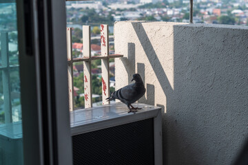 A pigeon is perched on a ledge next to an air conditioner
