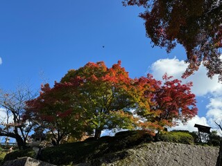 autumn trees in park