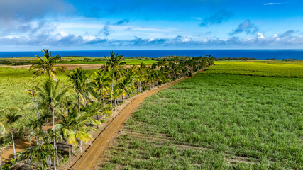 Fototapeta premium palm tree on the beach