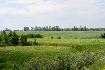 Fototapeta premium a valley with green grass with a few trees and a sky with clouds