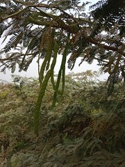 prosopis juliflora fruit or fruit of the Mesquite.Mesquite fruit pattern background	