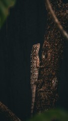 butterfly on a branch