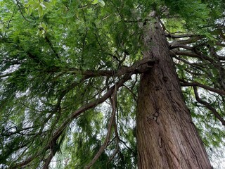 Beautiful tree with green leaves growing outdoors, low angle view
