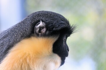 ダイアナモンキー