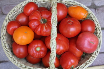 In the summer at the dacha