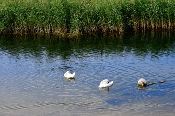 A view of a shallow yet vast pond or lake flowing next to vast fields covered with herbs, reeds, and various crops located next to some tiny forests and moors spotted on a cloudy summer day in Poland