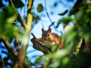 Squirrel on a tree. Brown squirrel on a big tree, beautiful squirre