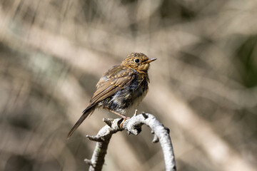 Young robin on a branch