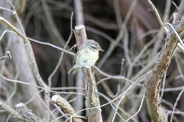 Willow warbler on a branch