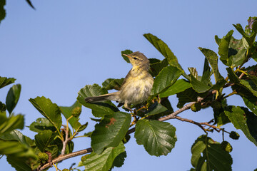 Willow warbler in a bush