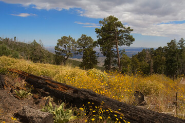 Autumn beauty in remote Chiricahua Mountains of Arizona