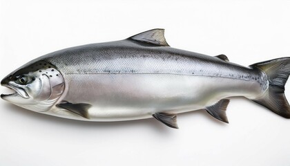 Obraz premium silver or coho salmon isolated on a white background