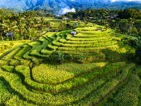 Jatiluwih Rice Terraces in Penebel district, Bali, Indonesia