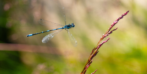 Irish Damselfly Coenagrion lunulatum landing on a grass straw.