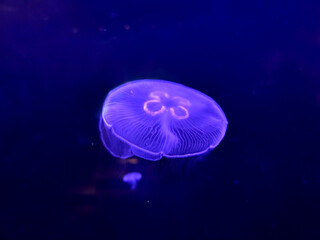 Obraz premium Jellyfish in an aquarium over a dark blue background