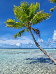 vacation destination landscape, palm tree on the beach of the Blue Lagoon Tahiti, French Polynesia