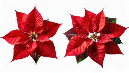 Obraz premium Radiant Red Poinsettias. The Quintessential Symbol of Christmas Decor, Featuring Vibrant Scarlet Leaves with Textured Details. Perfect for Festive Arrangements, Gifting, or Winter Photography