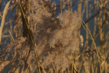 reeds in the wind close-up flower detail photography plants flower grass water 
