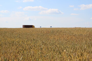 Wheat field by the road. Ukraine. Summer 2013