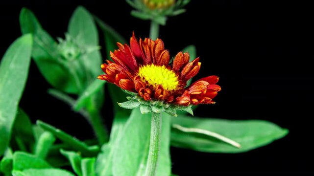 Time lapse of Red Flower Gaillardia Aristata Bloom on Black Background, Beautiful Blanket Flower Plant Flowering Close-up Shot