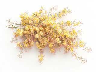 Obraz premium Flowers, white isolate background