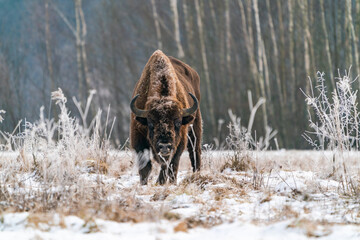 European bison (Bison bonasus) in winter Bialowieza forest, Poland