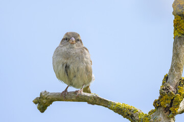 A female House Sparrow sitting on a twig