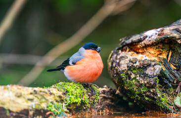 Eurasian bullfinch male (Pyrrhula pyrrhula) - selective focus