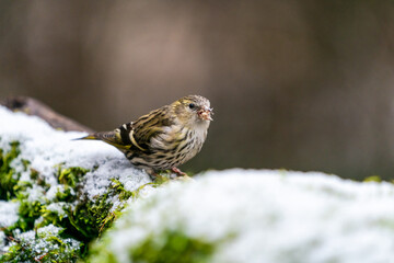 Eurasian siskin female (Spinus spinus) in Bialowieza forest, Poland. Selective focus