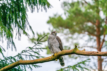 Eurasian goshawk (Accipiter gentilis) in Bialowieza forest, Poland