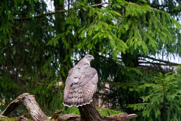 Eurasian goshawk (Accipiter gentilis) in Bialowieza forest, Poland