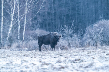 European bison (Bison bonasus) in winter Bialowieza forest, Poland