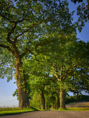 Fototapeta premium An oak avenue on a sunny morning