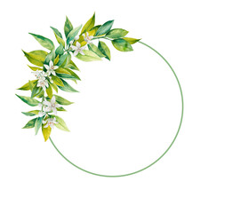 Obraz premium Branch of citrus tree with fresh green leaves and white flowers hand drawn watercolor wreath