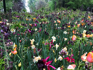 Blooming Beauty: Vibrant Tulip Fields of Keukenhof (The World&rsquo;s Largest Botanical Garden of Tulip Blooms) located in the Netherlands
