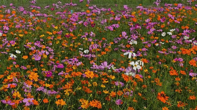 Cosmos, Mexican aster
