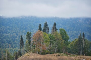 A mountain range with trees in the foreground and a cloudy sky in the background. The trees are tall and sprawling, giving the impression of a vast open landscape