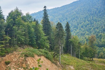 A mountain range with trees in the foreground and a cloudy sky in the background. The trees are...