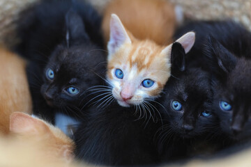 small, beautiful domestic, colorful cats in a wicker bag