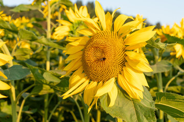 Obraz premium Closeup of a sunflowe on a beautiful sunflower field in the summer. Concept of summer.