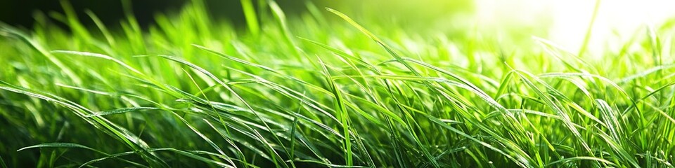 Sunlit green grass field, freshness, nature detail, panoramic view.