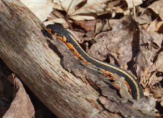 Fototapeta premium Eastern garter snake in a Canadian forest