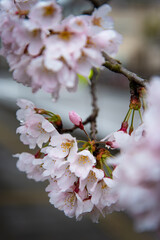 Cherry Blossoms in Spring Season
