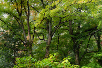 Patch of woods with lush green leaves.