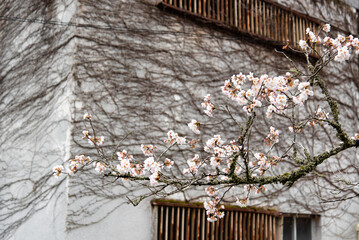 Cherry Blossoms in Spring Season