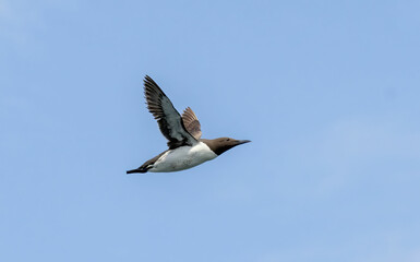 Obraz premium Guillemot on the cliffs in RSPB Bempton Cliffs reserve