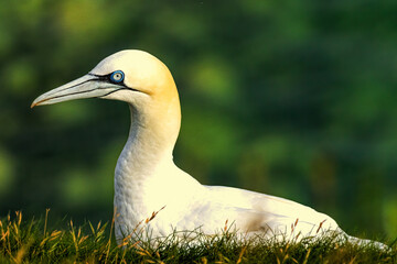 Northern Gannet on breeding rocks of Bempton cliffs, UK