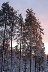 snow covered pine trees in the color of sunrise