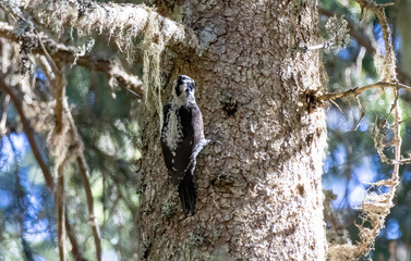 Three-toed Woodpecker in a natural habitat